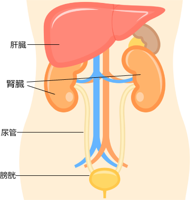 腎臓の位置と形状
